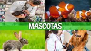 mascotas